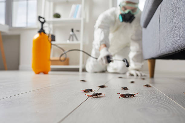 Post-Treatment Bed Bug Interceptor Monitoring in Star Valley